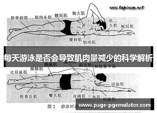 每天游泳是否会导致肌肉量减少的科学解析